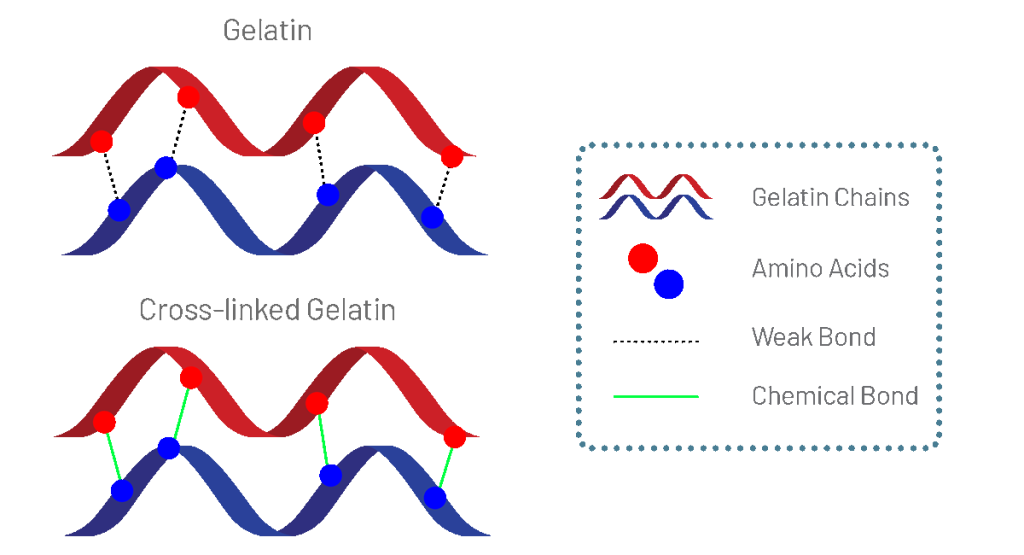 Surgical - Gelweave - Gelatin Bonds